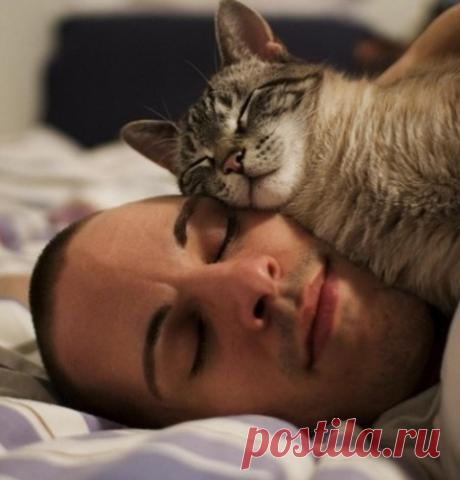 Как коты спят на своих хозяевах