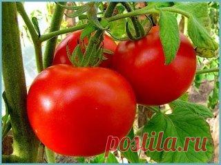 ПАМЯТКА ОГОРОДНИКА
Лук:
- Перед посадкой: 1 ст.ложка соли на 1 литр воды залить на 3 часа.
- После соли: темный раствор марганцовки на 2 часа. Обязательно промыть.
- От луковой мухи: 1. Появился первый листочек 1) Проливаем водой. 2) Полив 2 ст.ложки нашатырный спирт на ведро воды (3 лейки на 6п.м.грядки) 3) Проливаем водой. 2. Через 10-14 дней. По той же схеме полив 1ст.ложка соли на 1 литр воды 3. Через 10 дней. По той же схеме полив крепким р-ром марганцовки.
— Подкормки: Любит дрожжевой на