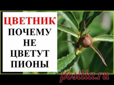 Почему не цветут пионы? Что делать?