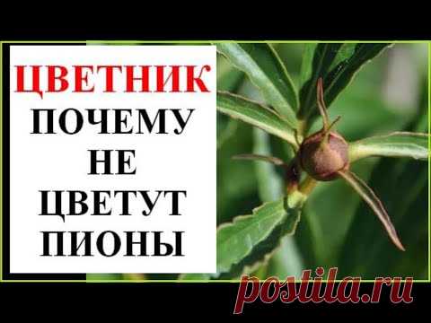 Почему не цветут пионы? Что делать?
