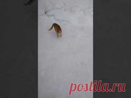 Заигрывания