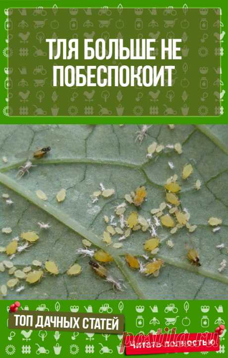 Это будет  интересно - ТЛЯ БОЛЬШЕ НЕ ПОБЕСПОКОИТ