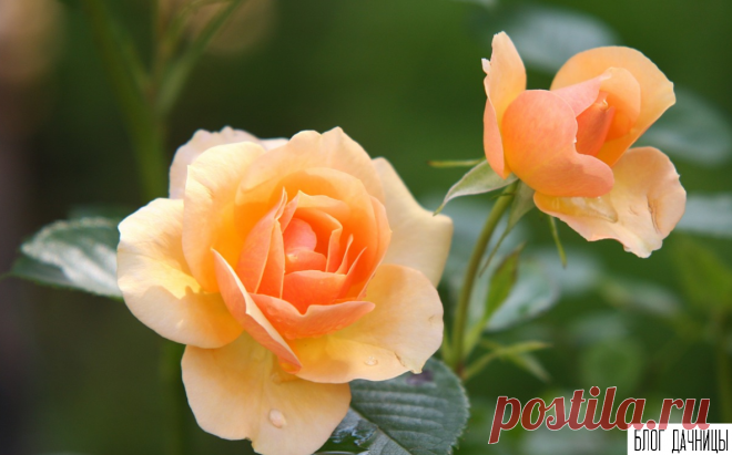 Как сочетать цветы в клумбе | БЛОГ ДАЧНИЦЫ | Яндекс Дзен