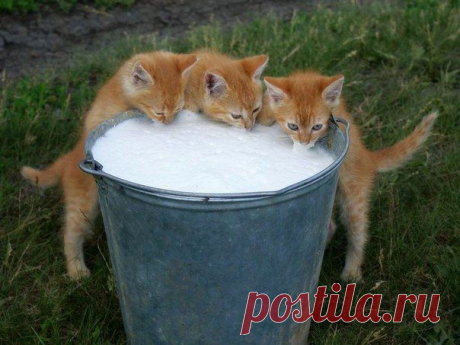 Котики