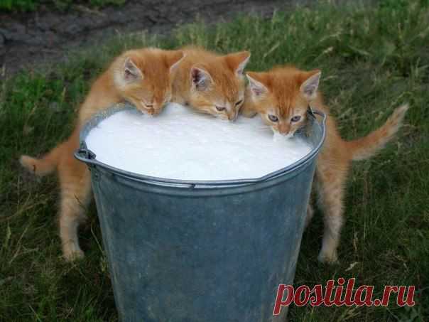 Котики