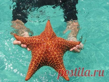 (9) Одноклассники