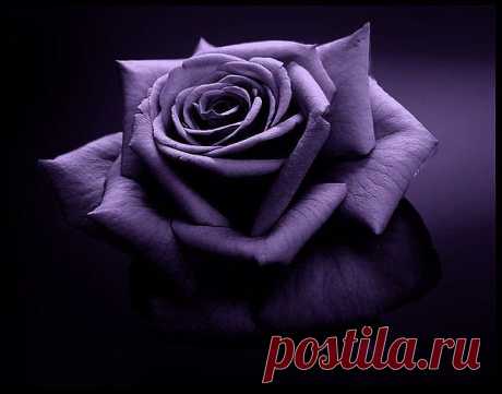 розы