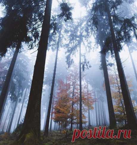 Туманный лес