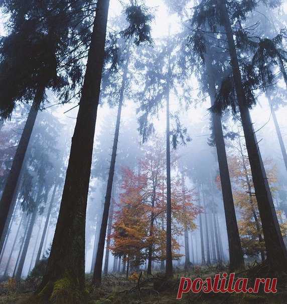 Туманный лес