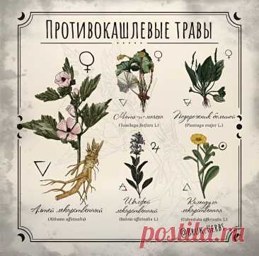 Травы противокашлевые