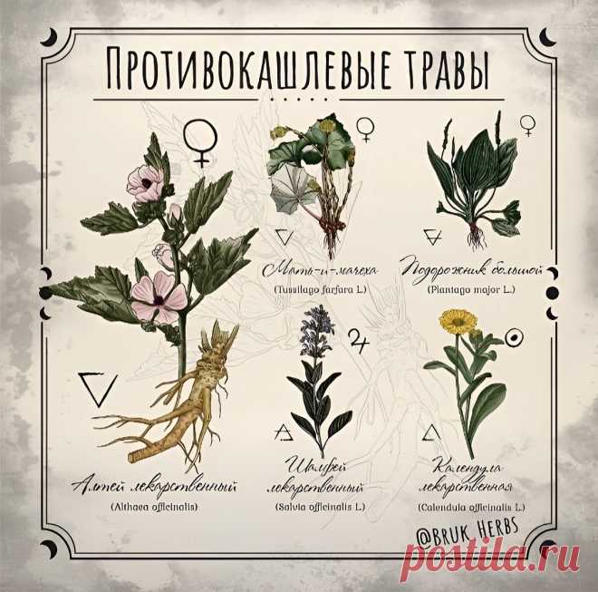 Травы противокашлевые