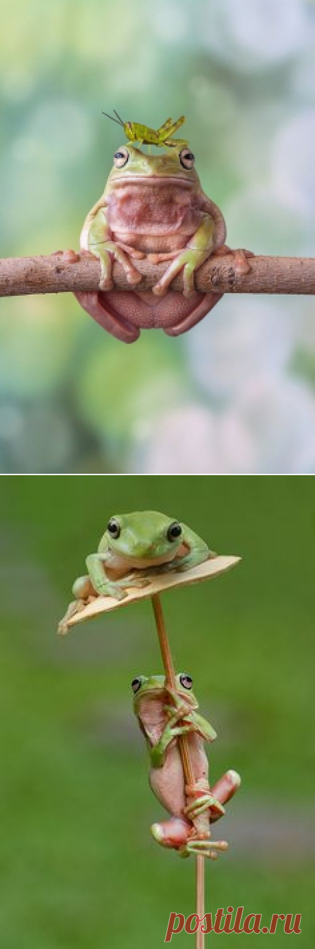 Лягушки on Pinterest