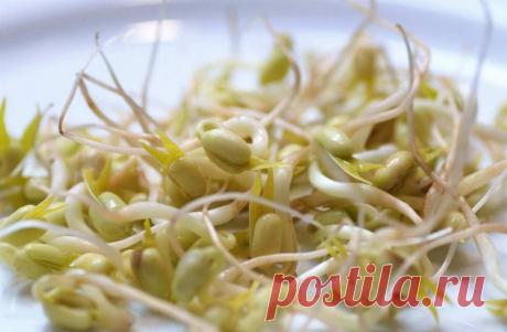 Стратификация семян: простые способы ~ Planetalsad