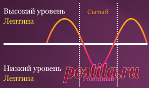 Про гормон лептин, лишний вес и правильное питание | ЛФК и йогатерапия. Йога для здоровья. Йога для женщин