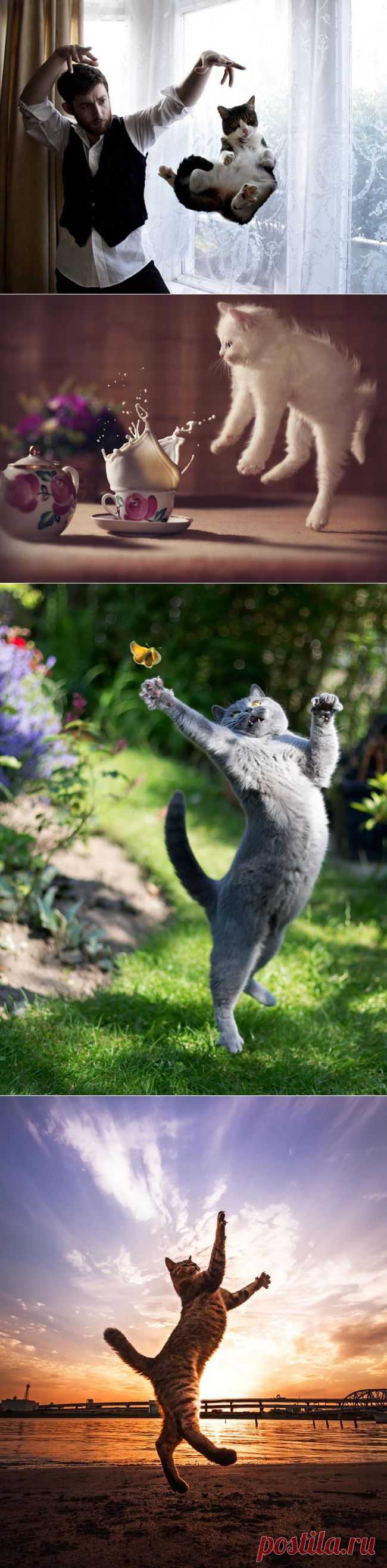 17 фотографий котов, сделанных в самый нужный момент