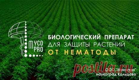 Нематофагин Микопро против нематоды купить