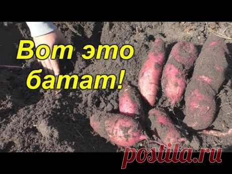 Урожай батата 2019. Вот что у нас получилось с первого раза.