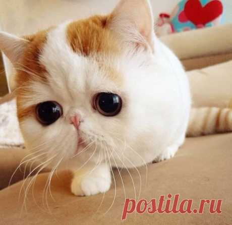 ноздри\ - Поиск в Google