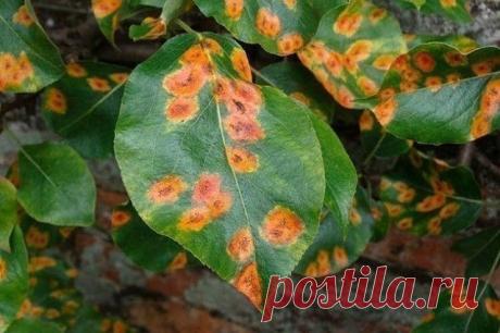 БОРЕМСЯ С БОЛЕЗНЯМИ РАСТЕНИЙ.

Хочу Вам предложить ознакомиться с одним рецептом для борьбы с болезнями растений. Мы знакомы с ними и видели на растениях ржавчину, пятнистость и мучнистую росу. От них можно легко избавиться, если опрыскивать их таким раствором.
Итак, смешайте:

- 1 столовую ложку соды
- 1 чайную ложку мягкого средства для мытья посуды
- 1 столовую ложку растительного масла
- 1 таблетку растворенного аспирина
- 4,5 литра воды

Опрыскивайте этим составом раз в 1-2 недели.