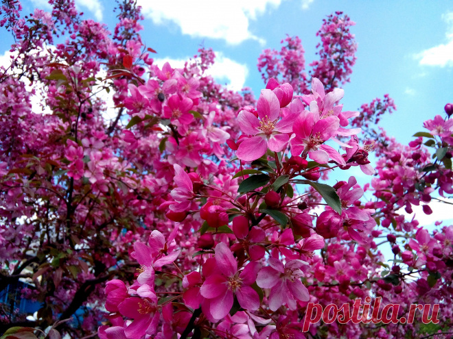 Яблоня в цвету