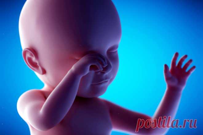 40 недель одиночества: как плод проводит время до рождения - Статьи - Беременность - Дети Mail.ru