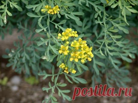 Рута: посадка и уход. Выращивание руты садовой