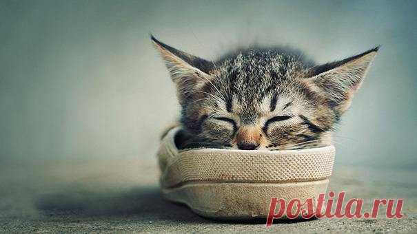 22 уютно спящих котенка