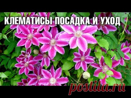 Клематисы - посадка и уход | Hitsad.ru