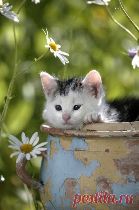 "Не нужно пытаться изменить всю свою жизнь, достаточно лишь изменить отношение к ней."
Ральф Уолдо Эмерсон. *