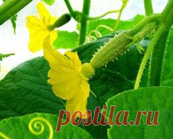 Подкормки огурцов: минеральные и органические удобрения