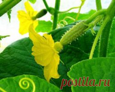 Подкормки огурцов: минеральные и органические удобрения