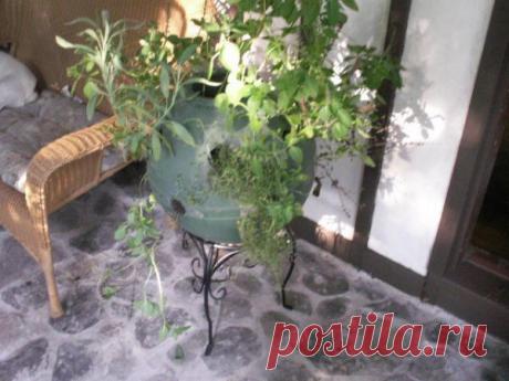 Вариант балконного газона. Пошаговых фотографий нет, но там всё просто? берёте большой пластиковый шар, бутыль или другую ёмкость, делаете остверстия, насыпаете земли и садите растения. Не забудьте про дренаж. Очень интересная идея.