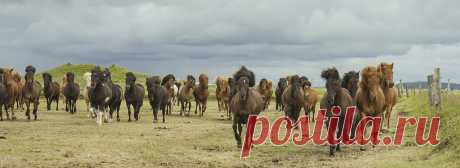 Running horses. Icelandic horses