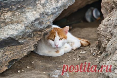 Последний путь: как ведут себя кошки незадолго до смерти? | ikoshkiru - Мир кошек | Дзен