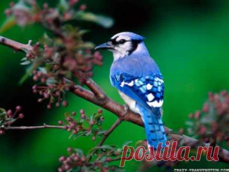 The sounds of spring - bird songs - YouTube