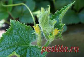 Напоите тлю кока-колой до смерти