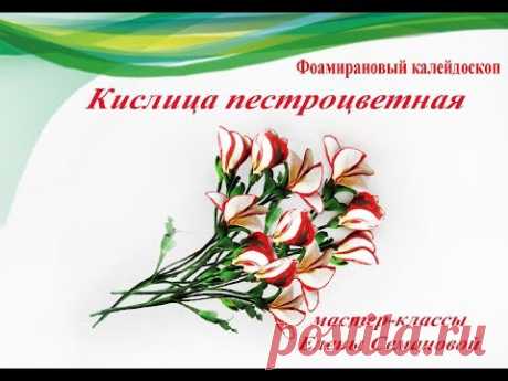 Кислица пестроцветная. МК Елены Семановой