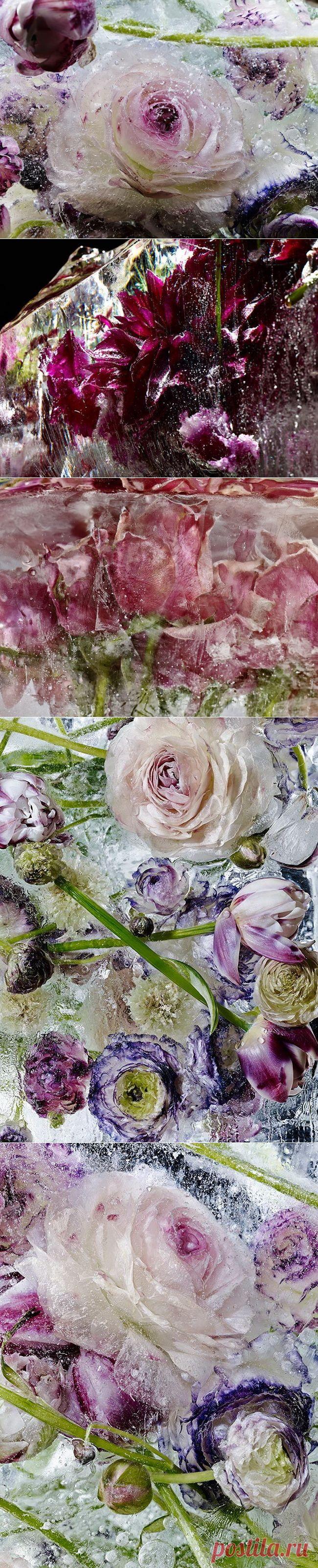 Kenji Shibata «Скованные в эфире»