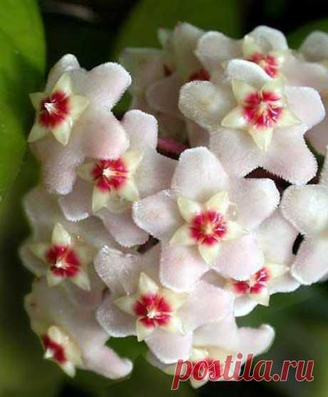 (62) Imbi Liiwand