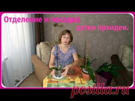 Отделение и посадка детки орхидеи. Размножение орхидеи.