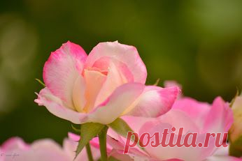 Google+ – #flowers