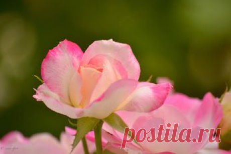 Google+ – #flowers