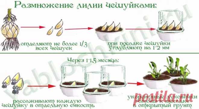 как пересадить цветущую лилию в горшке: 14 тыс изображений найдено в Яндекс.Картинках