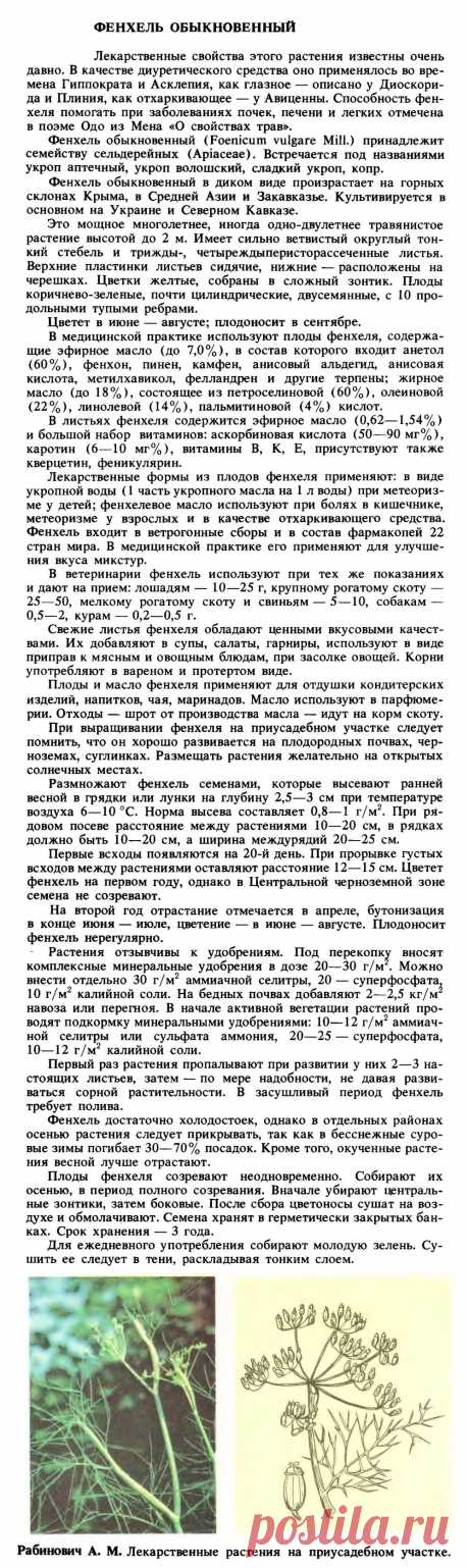 Фенхель обыкновенный