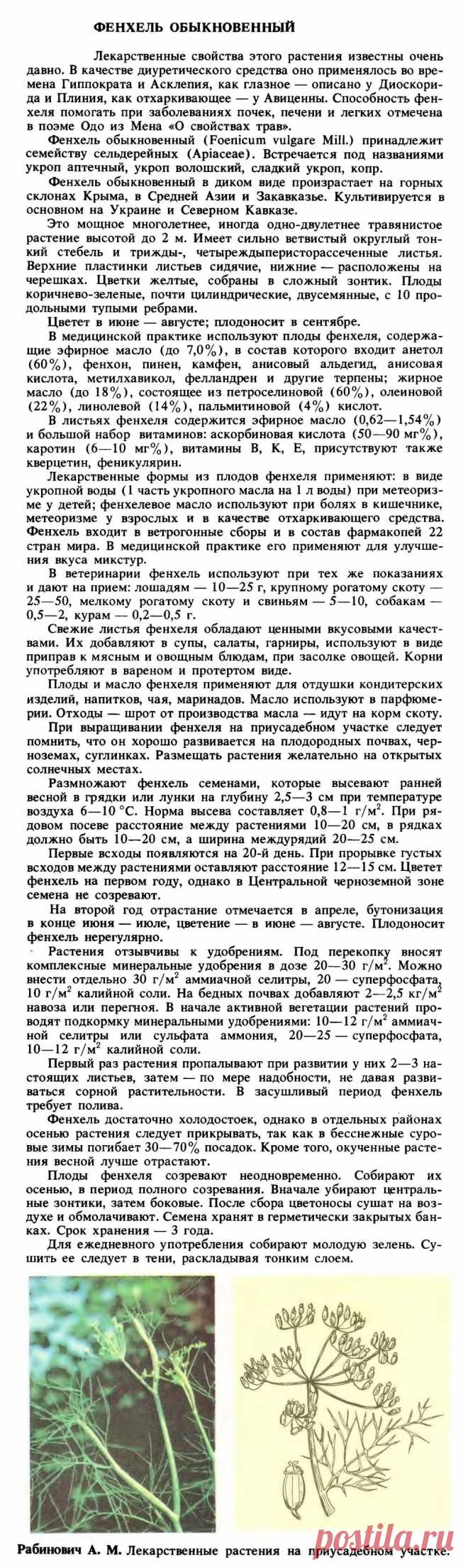 Фенхель обыкновенный