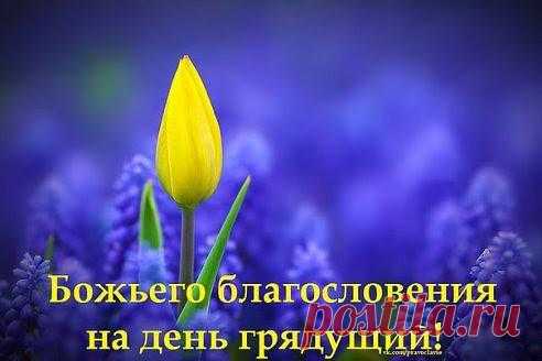 Тамбовская волчица on Twitter “Всем Доброго Утра,Друзья!! Пусть все сложится у вас!!Хорошей трудовой недели!!!”