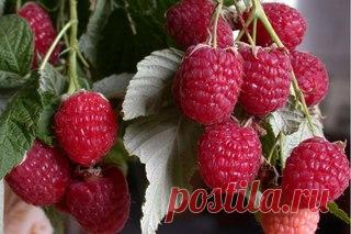 УХОД ЗА МАЛИНОЙ И СМОРОДИНОЙ ПОСЛЕ ПЛОДОНОШЕНИЯ 

Ну вот, малину со смородиной собрали. Наелись от души сладких ягод, наделали компотов и варений. А теперь нужно позаботиться о кустах, так щедро снабдивших нас витаминным урожаем. 

В первую очередь очищаем кусты от паутинных гнезд. Если их оставить, то в них останется на зимовку тля, которая по весне успеет и наплодиться, и немало вреда нанести. 
Показать полностью…