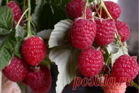 УХОД ЗА МАЛИНОЙ И СМОРОДИНОЙ ПОСЛЕ ПЛОДОНОШЕНИЯ 

Ну вот, малину со смородиной собрали. Наелись от души сладких ягод, наделали компотов и варений. А теперь нужно позаботиться о кустах, так щедро снабдивших нас витаминным урожаем. 

В первую очередь очищаем кусты от паутинных гнезд. Если их оставить, то в них останется на зимовку тля, которая по весне успеет и наплодиться, и немало вреда нанести. 
Показать полностью…