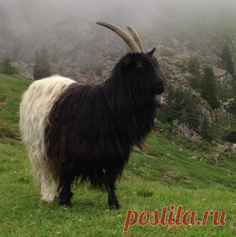 Животные, которых природа раскрасила в момент полета бурной фантазии / Питомцы