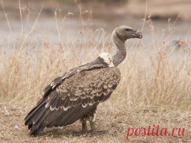 Занимательные факты о стервятниках